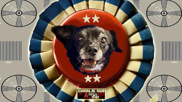 ¡¡¡NEXT SHOW ALERT!!! This Thursday, September 2nd. Charlie Sub and Sound Dogs make their 2021 debut at @shrineharlem. Come hang out with your favorite music making dogs. Also, if you’d like your dog featured on one of our posts, feel free to dm us a pupper pic. If you only have cats, that’s cool too we’ll pretend they’re dogs.